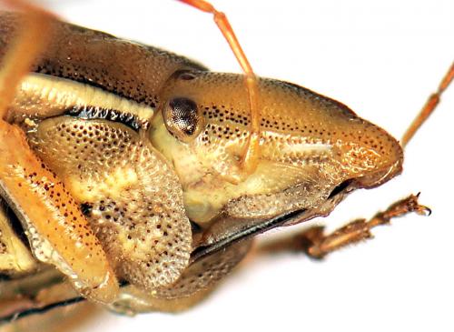 Réf. 44 200 : Aelia rostrata cognata