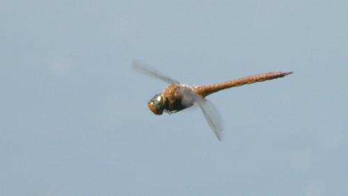 Aeshna isoceles