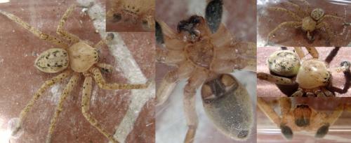 Olios argelasius