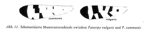 Panorpa divers