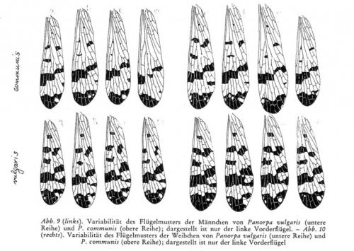 Panorpa divers