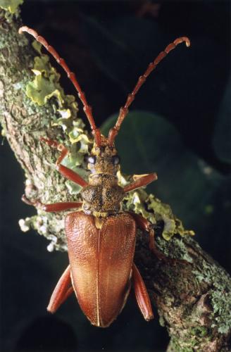 Akimerus schaefferi