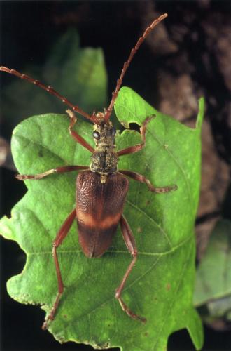 Akimerus schaefferi
