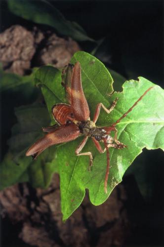 Akimerus schaefferi