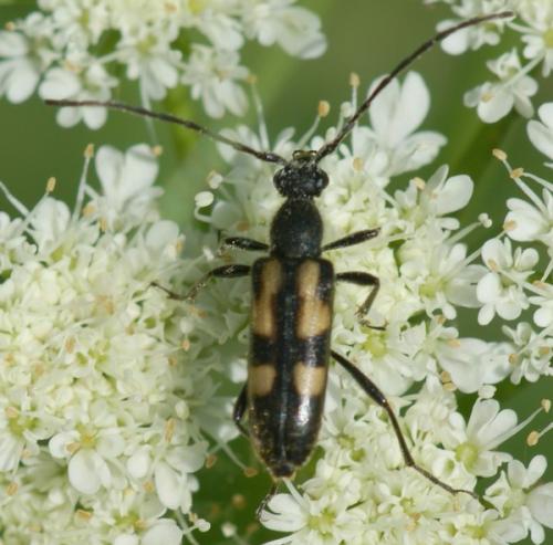 Réf. 44 827 : Anoplodera sexguttata