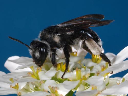 Andrena agilissima