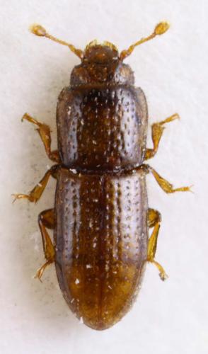 Anommatus duodecimstriatus