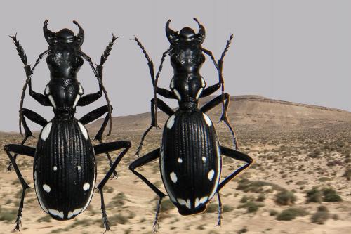 Anthia sexmaculata