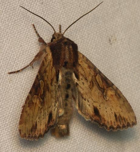 Réf. 44 737 : Apamea crenata