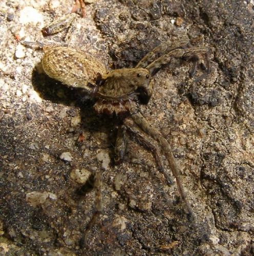 Réf. 44 433 : Alopecosa albofasciata