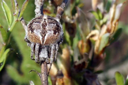 Réf. 44 864 : Agalenatea redii