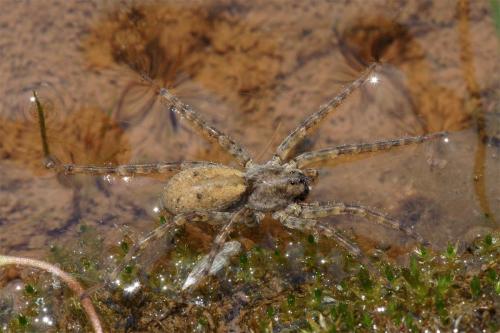 Arctosa sp.