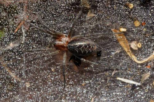 Agelena sp.