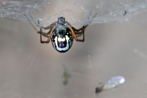 Frontinellina frutetorum