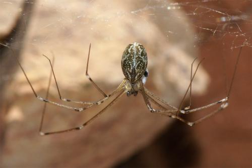 Holocnemus pluchei