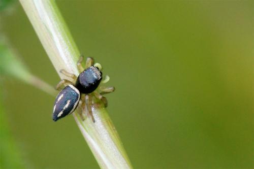 Réf. 44 583 : Heliophanus melinus