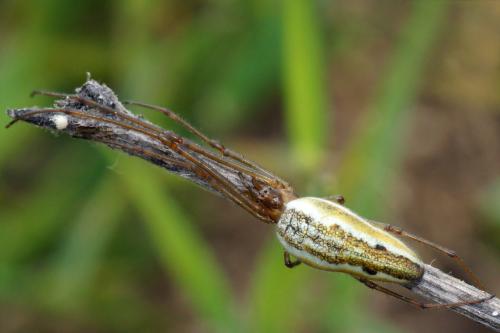 Réf. 44 497 : Tetragnatha extensa