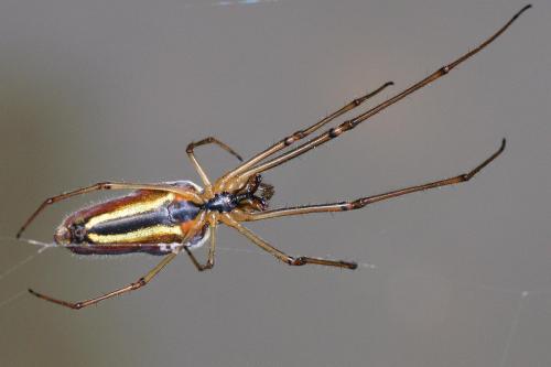 Réf. 44 506 : Tetragnatha extensa