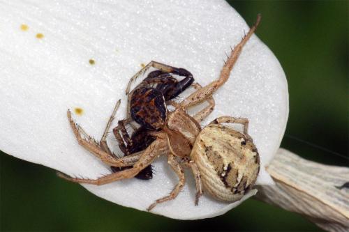 Xysticus sp.