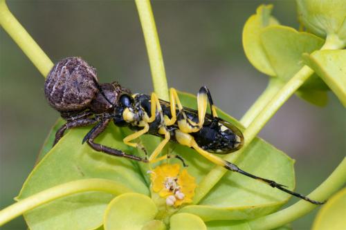 Macrophya montana