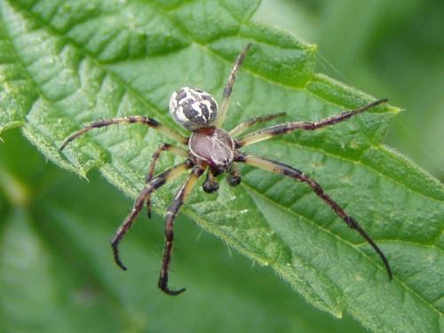 Larinioides sclopetarius