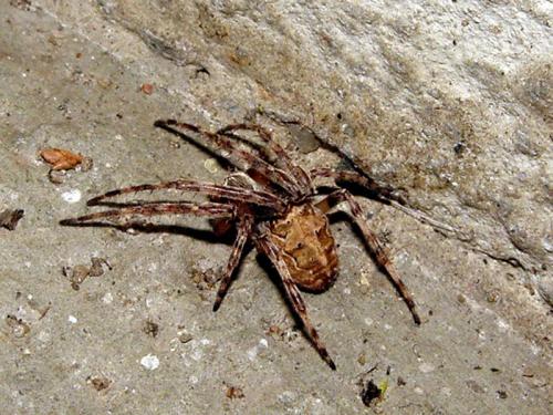 Réf. 44 593 : Larinioides sclopetarius