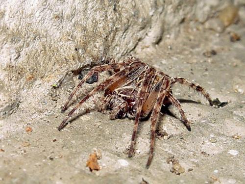 Larinioides sclopetarius