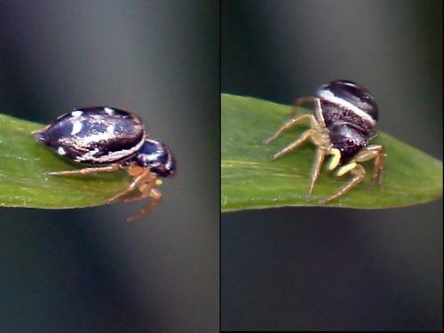 Heliophanus sp.