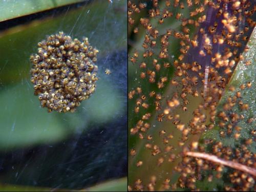 Araneus diadematus