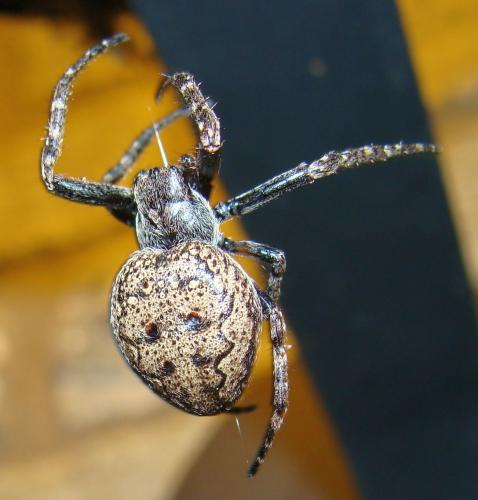 Réf. 44 128 : Nuctenea umbratica