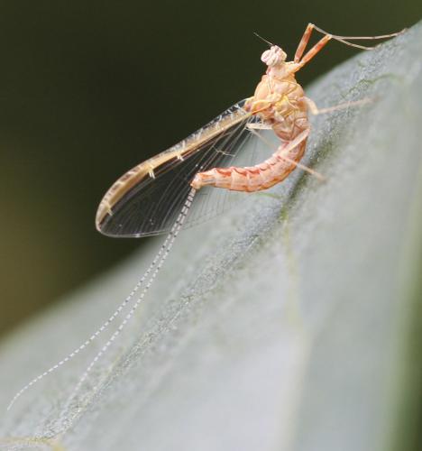 Réf. 44 414 : Cloeon dipterum
