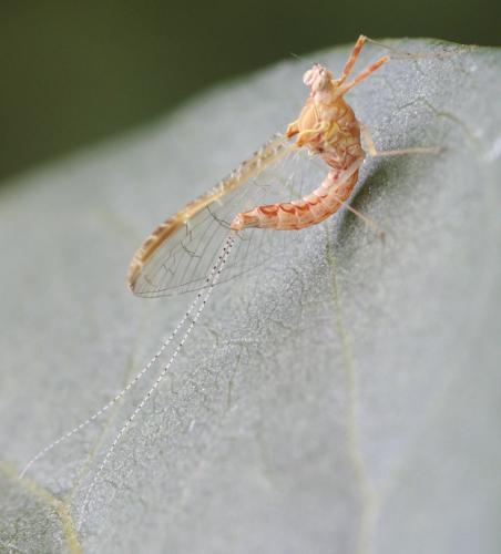 Cloeon dipterum