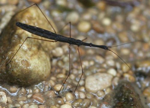 Hydrometra stagnorum