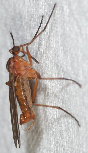 Réf. 44 627 : Empis trigramma