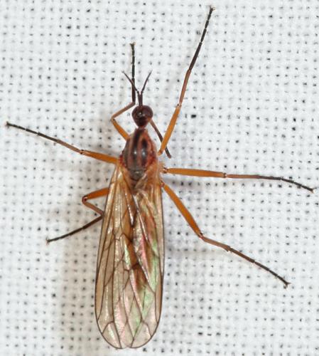 Réf. 44 626 : Empis trigramma
