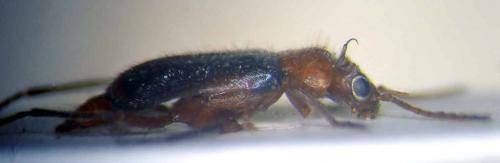 Réf. 44 897 : Condylops sp.