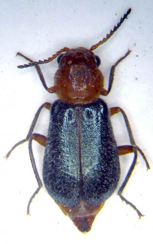 Réf. 44 899 : Condylops sp.