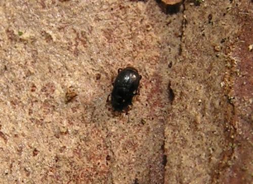 Plegaderus vulneratus