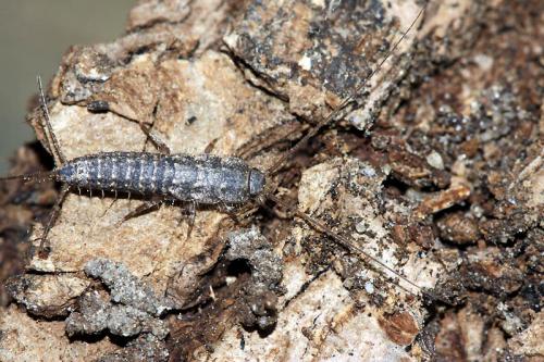 Ctenolepisma sp.