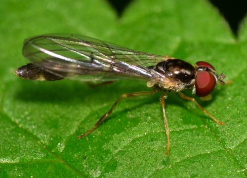Baccha elongata