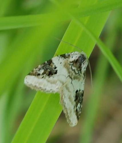 Réf. 44 550 : Pseudeustrotia candidula