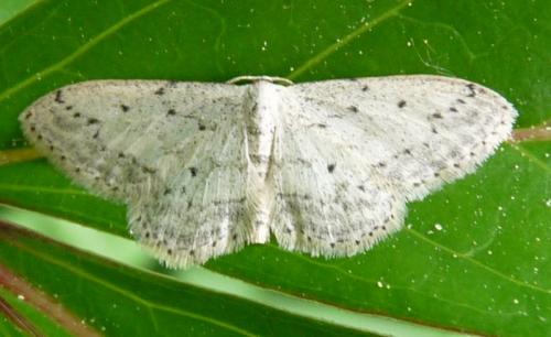 Idaea seriata