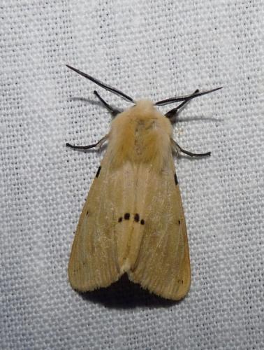 Spilosoma lutea
