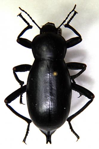 Réf. 44 946 : Blaps gigas