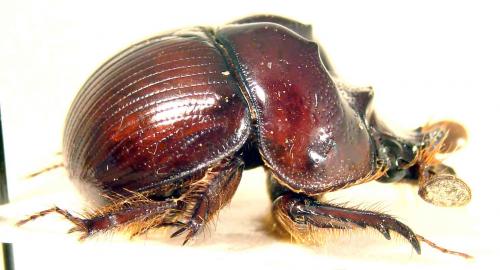 Bolboceroides sp.