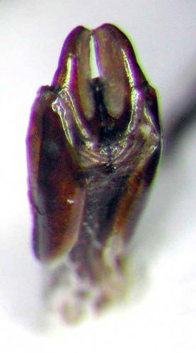 Réf. 44 535 : Bolboceroides sp.