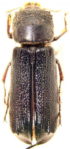 Apate terebrans