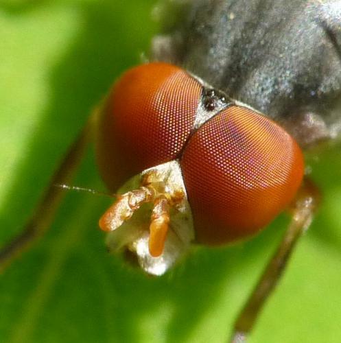Réf. 44 314 : Brachyopa scutellaris