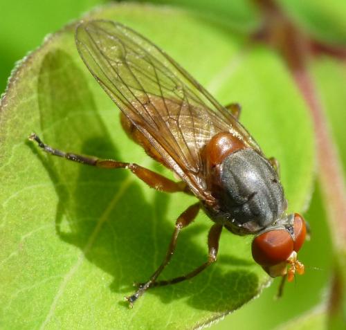 Réf. 44 313 : Brachyopa scutellaris