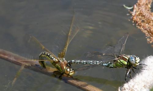 Réf. 44 299 : Brachytron pratense
